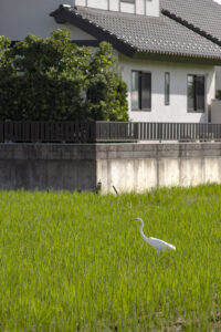 道の駅 童謡のふる里おおとね ホテイアオイ 曼珠沙華
