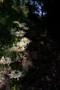 板倉町 離山公園 曼珠沙華